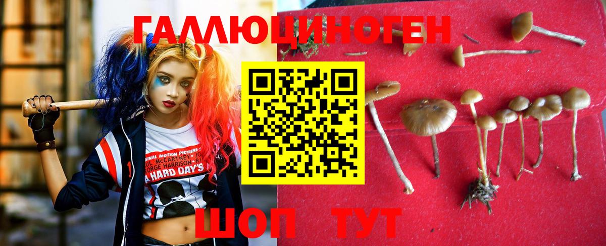 Галлюциногенные грибы мухоморы  Новотроицк  как найти закладки  Псилоцибиновые грибы Psilocybine cubensis 